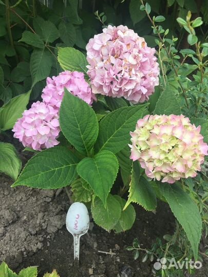 Гортензии и др