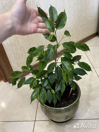 Фикус бенджамина Регидан