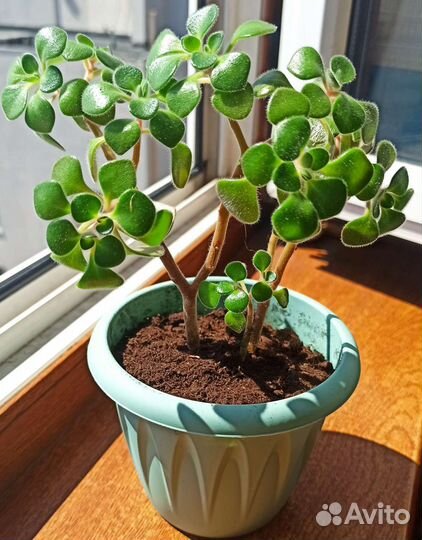 Аихризон дерево любви