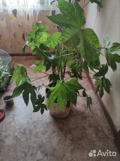 Фатсия японская