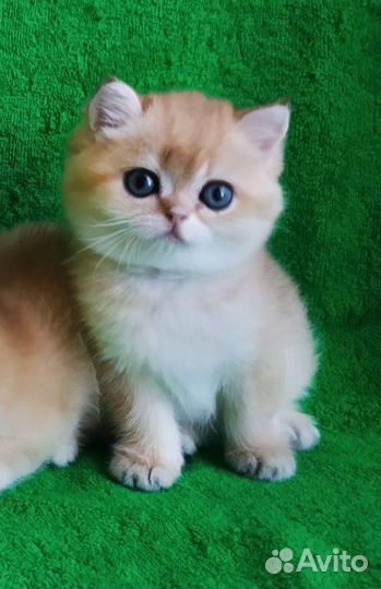 Британские золотые шиншиллы ny 12