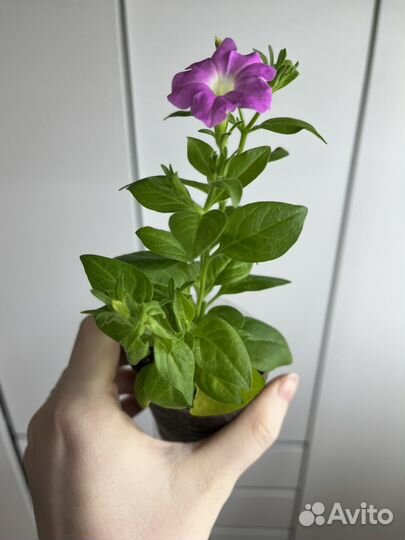 Петуния рассада