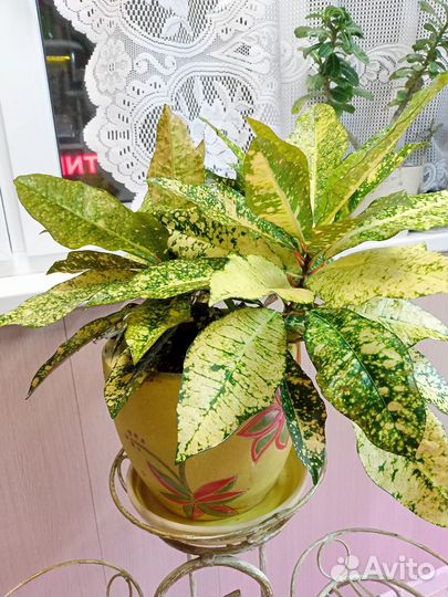 Сансевиерия