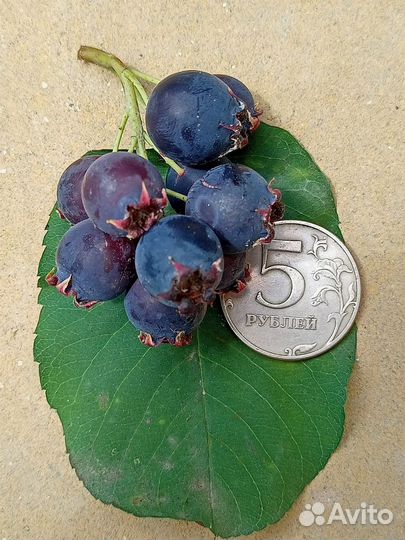 Ирга сорта Звёздная ночь,Смоуки,Мендан,Слейт.Йошта