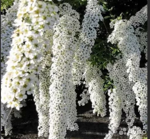 Спирея невеста, монарда, купальница, хризантемы