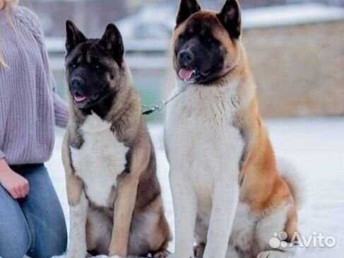 Обработка собак от клещей