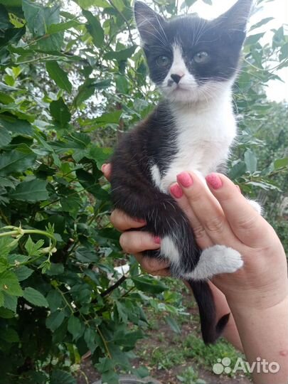 Котенок