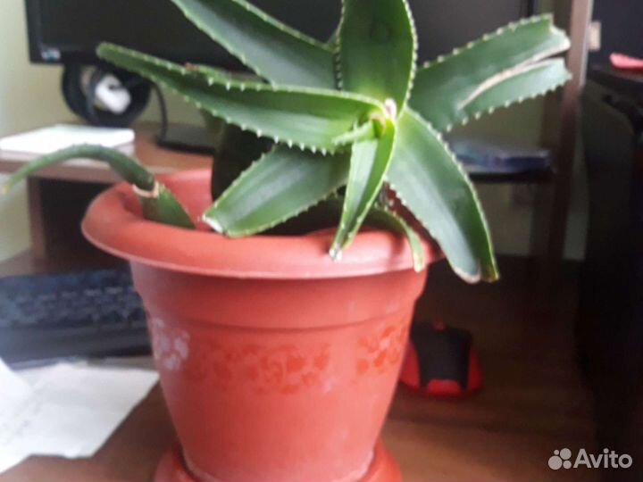 Фикус,аллое,архидея,и др