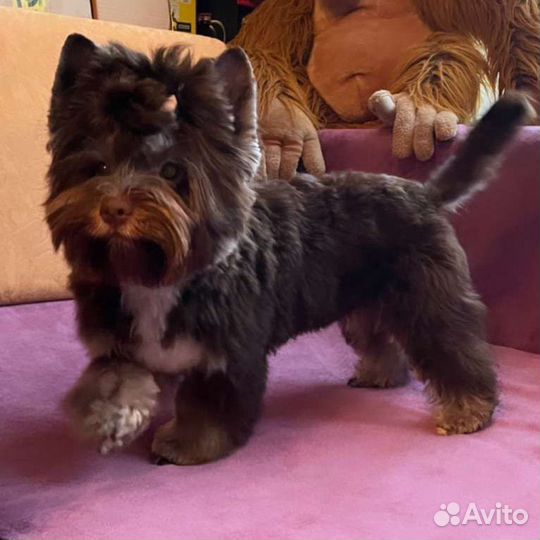 Йоркширский терьер вязка Арчи