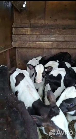 Бычки телята