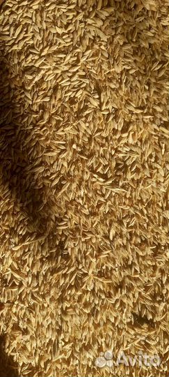 Зерно пшеница ячмень