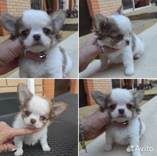 Щенки чихуахуа