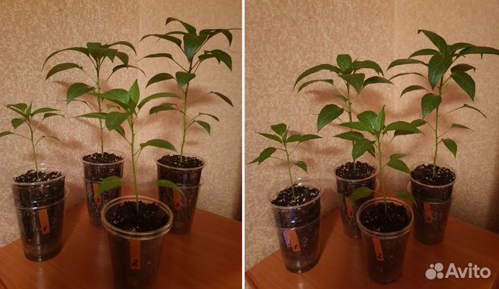 Многолетний комнатный Перец острый «Огонёк»