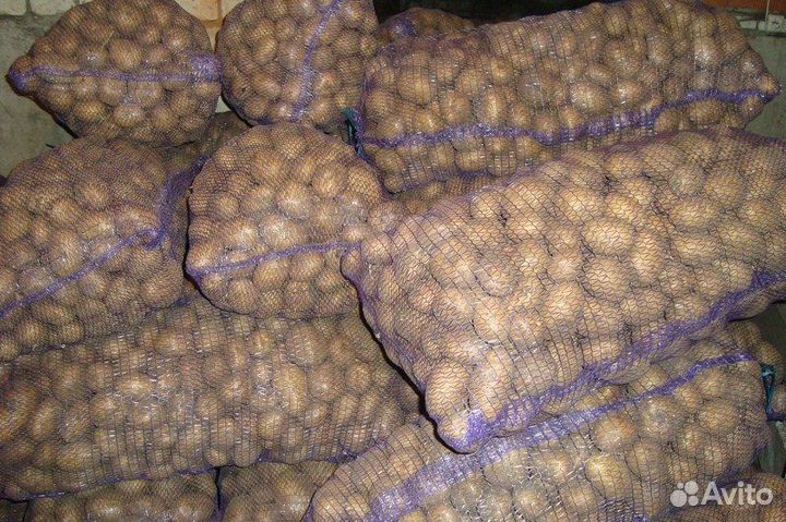 Продам картофель от трех тонн