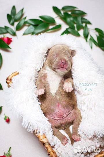 Щенки американского булли покет мини