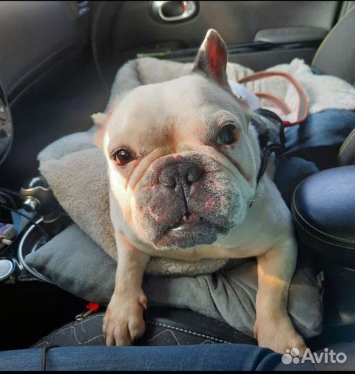 Французский бульдог бесплатно