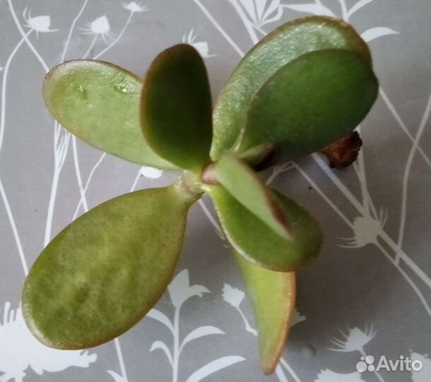 Крассула (денежное дерево)