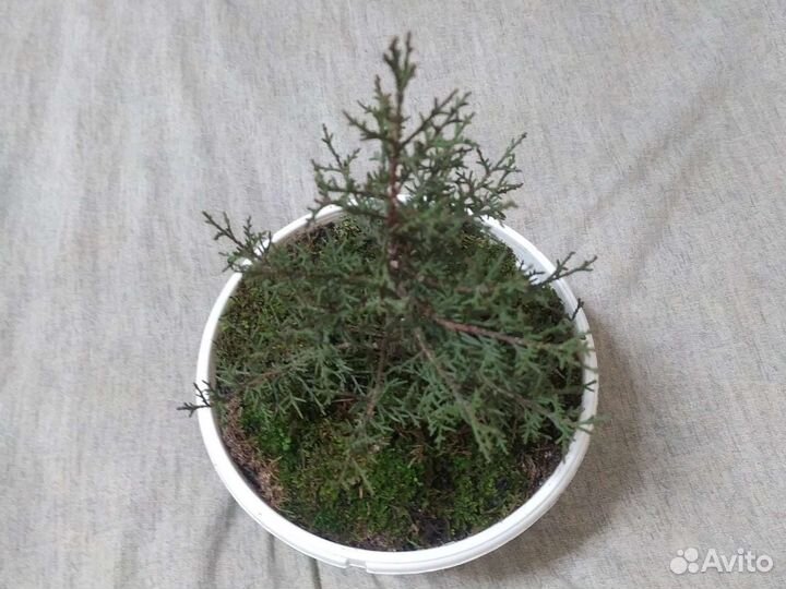 Семена Кипариса