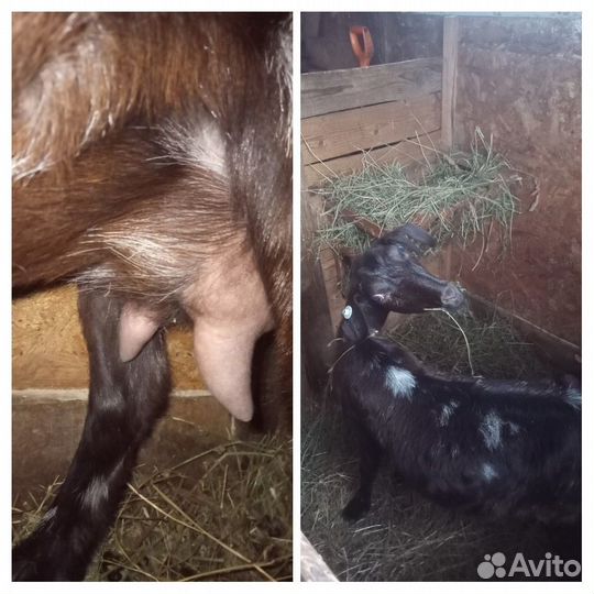 Дойные козочки