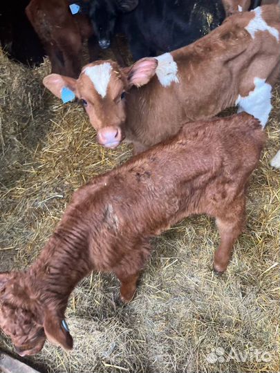 Телята бычки скот с доставкой до двора