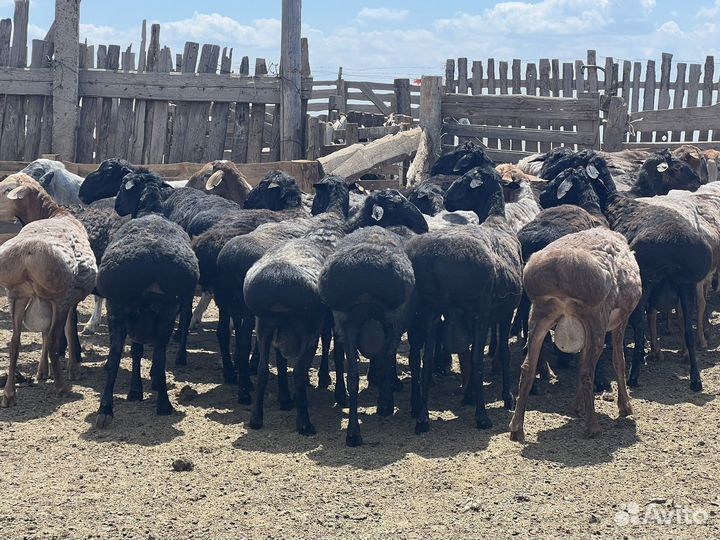 Бараны, Кочкары