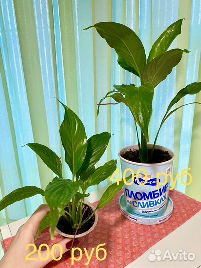 Спатифилум