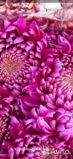 Хризантема крупноцветковая Бигуди