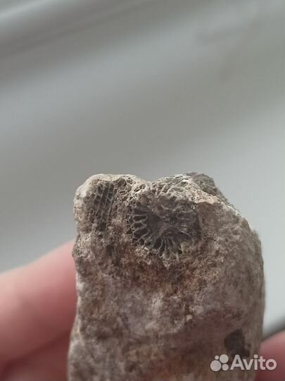 Окаменелость