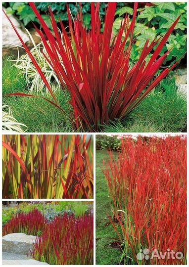 Декоративные злаки, мискантусы