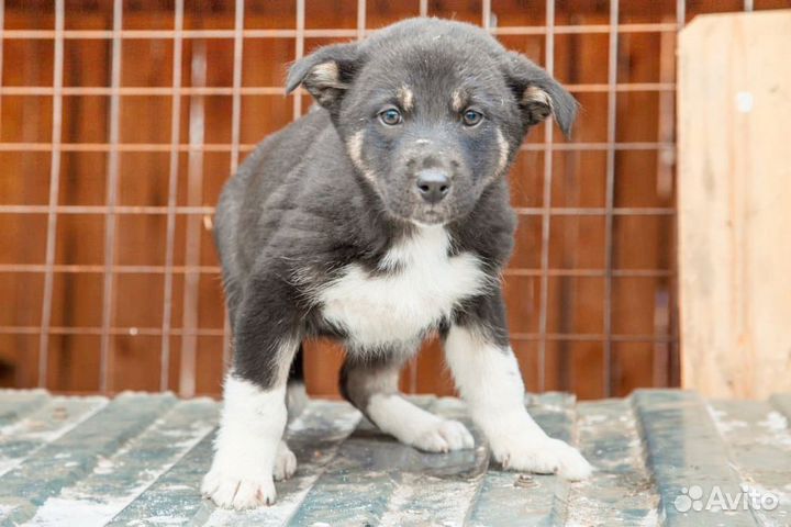 Щенок мальчик