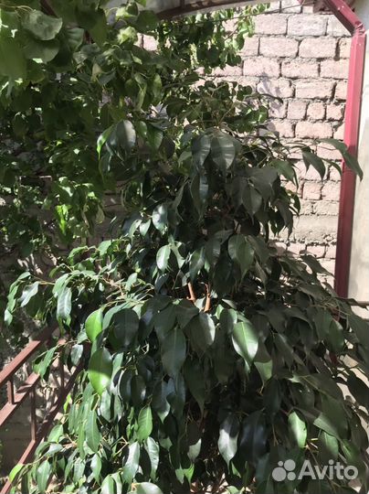 Фикус Бенджамина