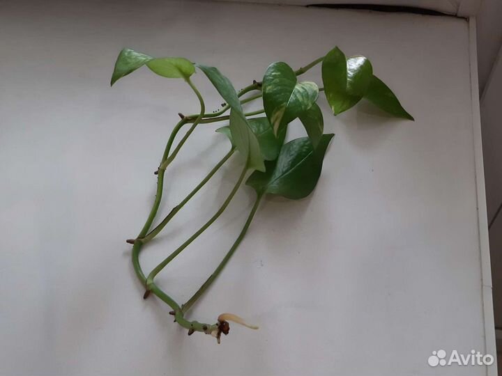 Сциндапсус эпипремнум