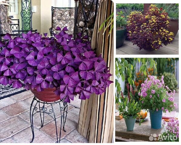 Кислицы для дома и сада