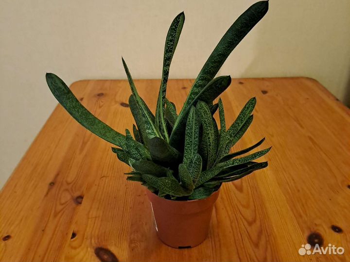 Суккулент гастерия карината Икея