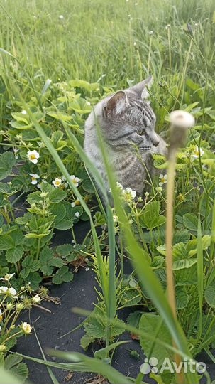 Отдам кота в добрые руки