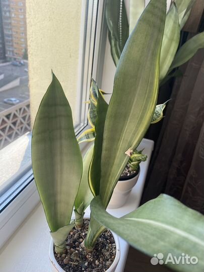 Сансевиерия муншайн вариегатный