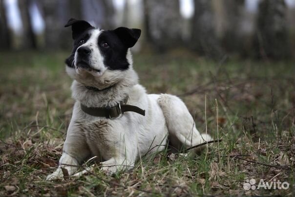 Замечательный песик Бим в дар