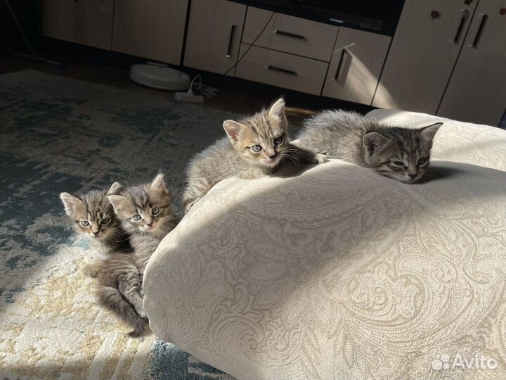 Кошки в добрые руки бесплатно