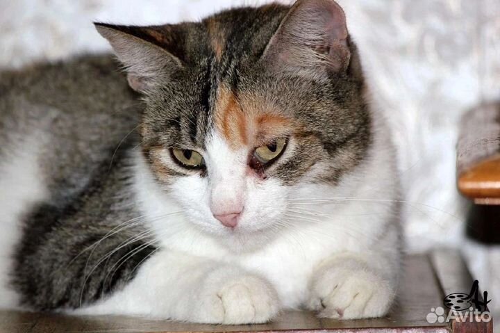 Ищем дом кошечке Матрешке