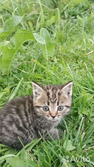 Игривые котята