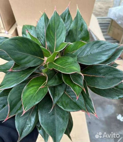 Аглаонема Dark Green