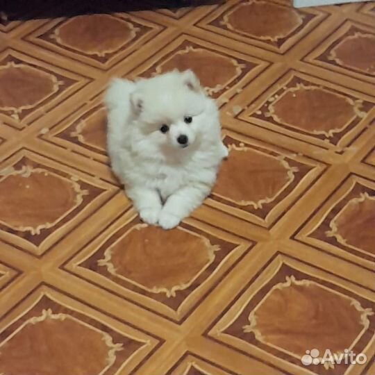 Щенки шпица