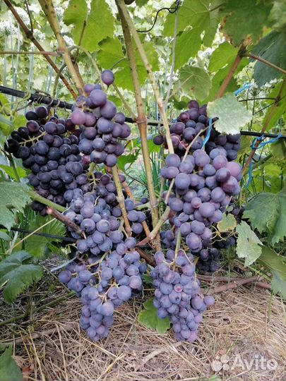 Саженцы винограда столовых и технических сортов