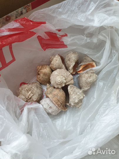 Ракушки для аквариума