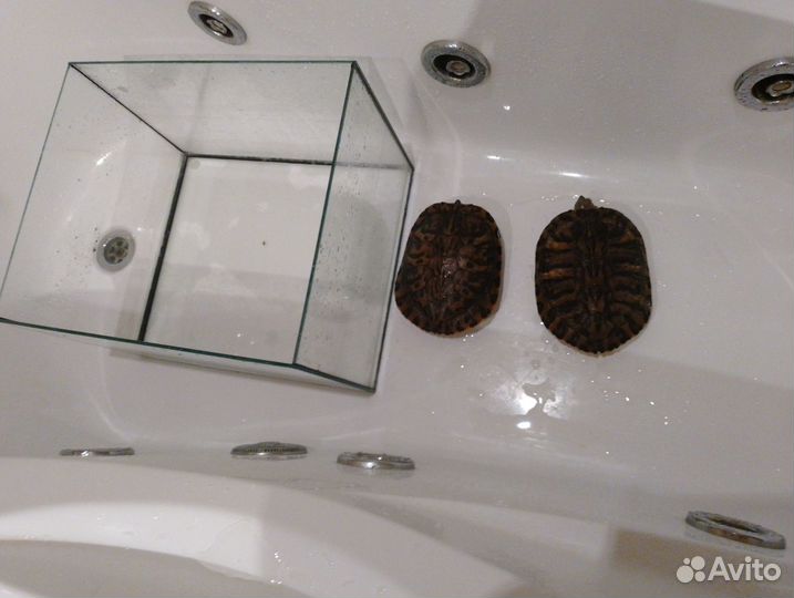 Продам черепах(красноухие) с аквариумам 30л