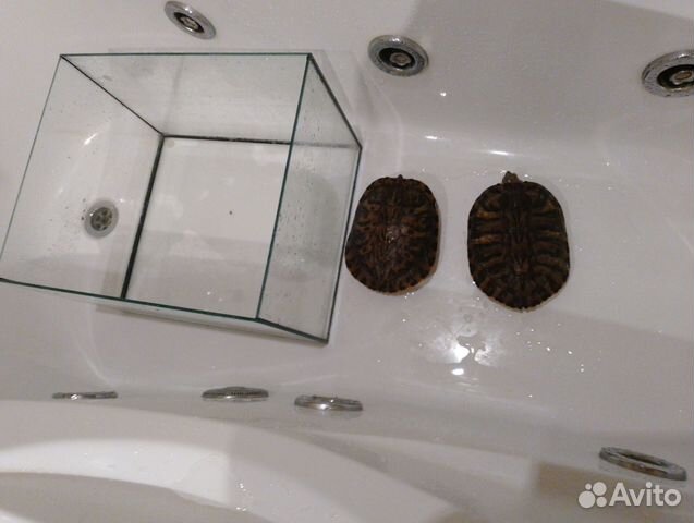 Продам черепах(красноухие) с аквариумам 30л