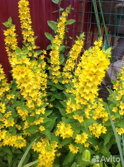 Рассада бархотки