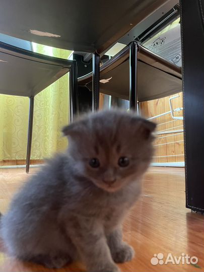 Шотландские котята