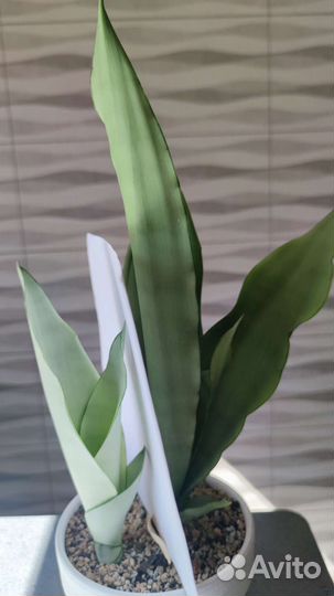 Сансевиерия муншайн