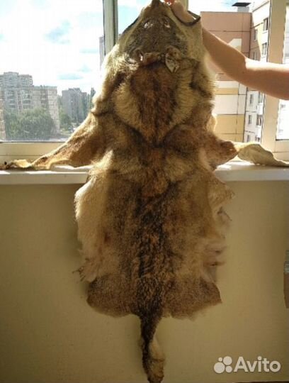 Шкура волка выделанная новая